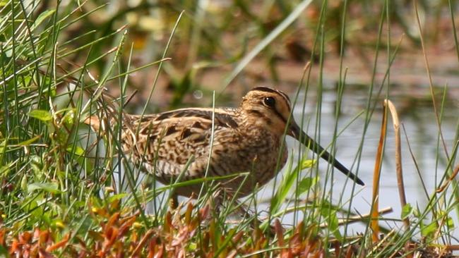 A Latham's Snipe was spotted at Black Swan Lake. Photo: File