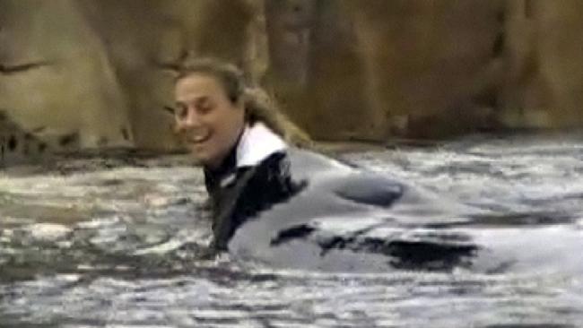 A still from a video by Todd Connell shows trainer Dawn Brancheau and Tilikum at SeaWorld in Orlando before he pulled her under the water and thrashed her around, killing her.