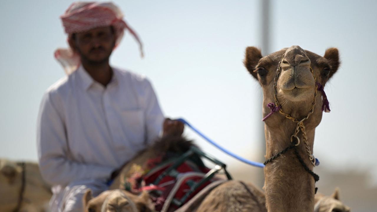 A herder rides his camel at the Al Sheehaniya municipality in Doha. Picture: Raul ARBOLEDA / AFP