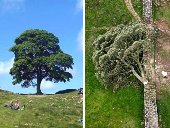 Locals were devastated after the tree was cut down.