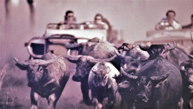 Terry Baldwin buffalo mustering. Picture: SUPPLIED