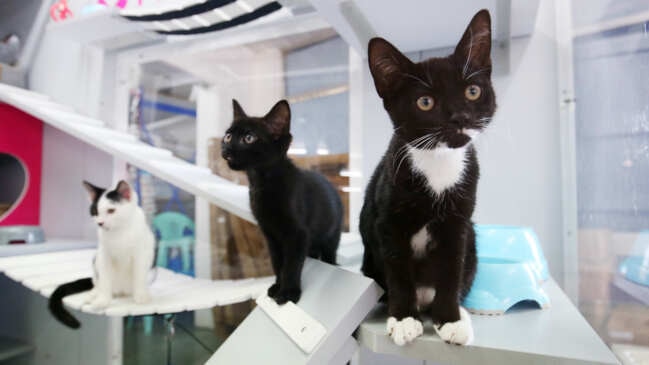 Cute kittens ready to be adopted