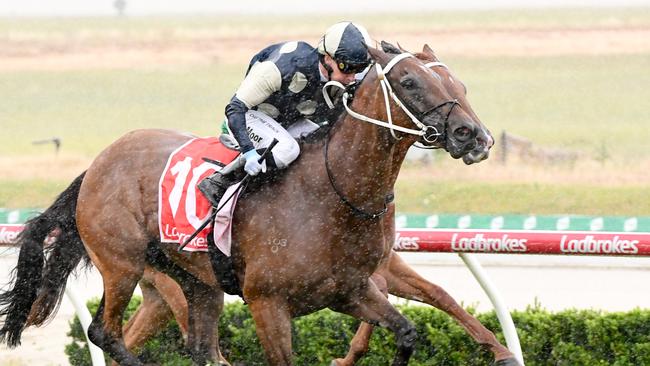 Littlebirdie can bounce back to winning form when he heads to The Valley on Friday night. Picture: Racing Photos via Getty Images