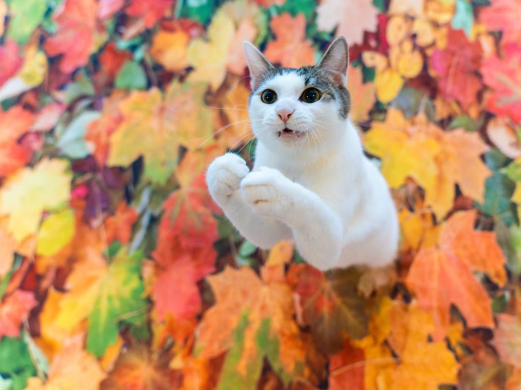 Popping out of autumn leaves in Japan. Picture: Kazutoshi Ono/Comedy Pets