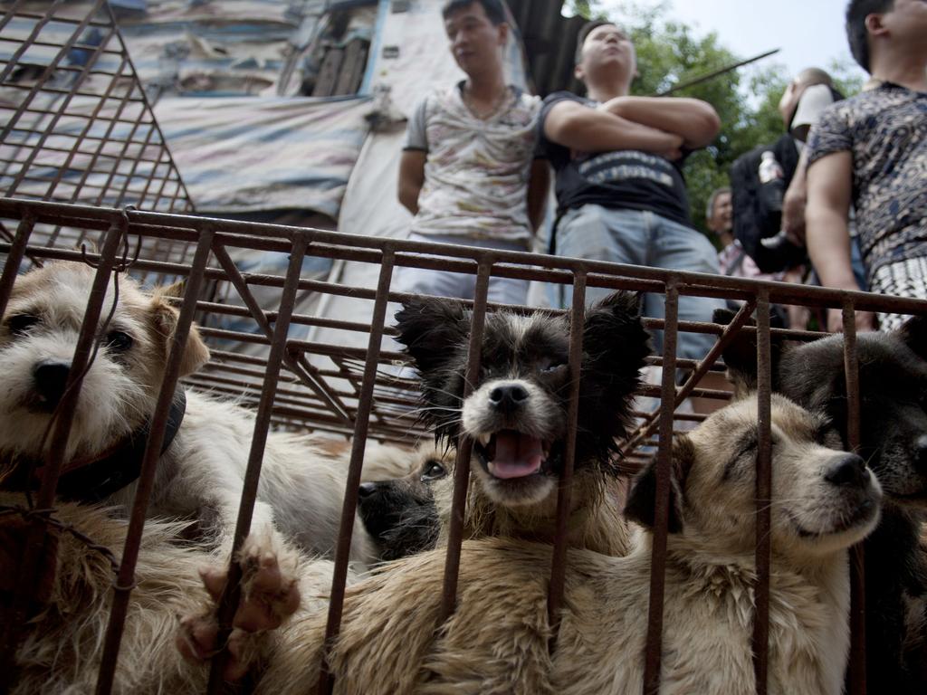 Vendors wait for customers to buy dogs in cages at a market in Yulin, in southern China's Guangxi province. Picture: AFP /STR