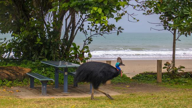 Etty Bay in Tropical North Queensland is famous for its cassowaries.