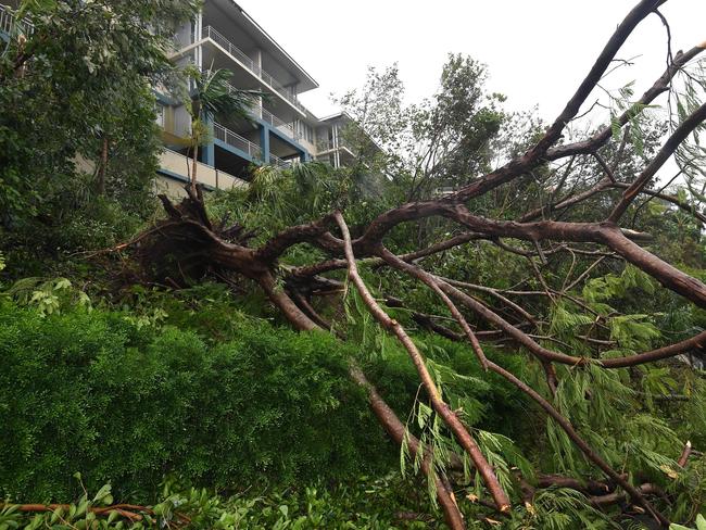 A palm tree is fallen at Airlie Beach, Tuesday, March 28, 2017. Cyclone Debbie is expected hit Queensland’s far north coast as a category 4 cyclone early afternoon on today. Picture: AAP Image/Dan Peled
