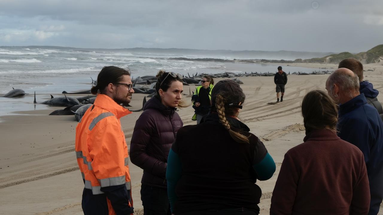 Members from the Marine Conservation Program attend a mass whale stranding near Arthur River on Tasmania's West Coast. Picture: Marine Conservation Program