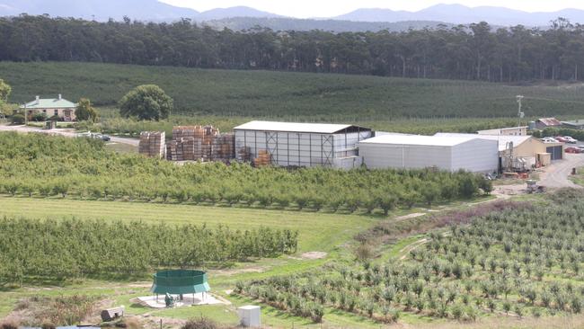 Top-Qual's Calthorpe orchard at Sidmouth, West Tamar