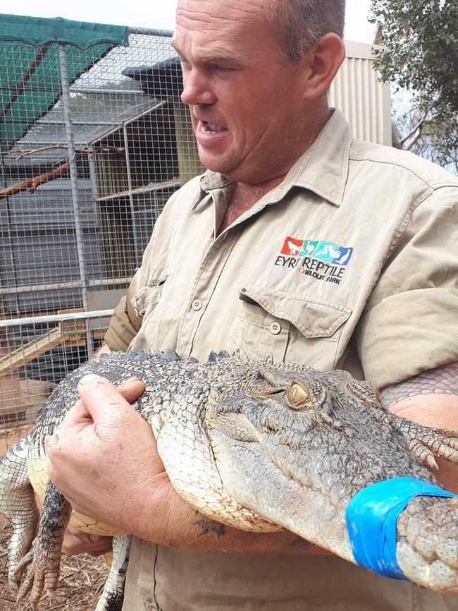 Eyre Reptile and Wildlife Park operator, Scott Grant with Grumpet the crocodile. Picture: Facebook