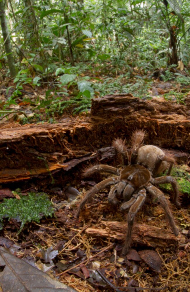 Puppy killer? ... The scientist who collected a Goliath Bird-eating Spider (Theraphosa blondi) for research at the Smithsonian Institution is receiving death threats. Source: Getty