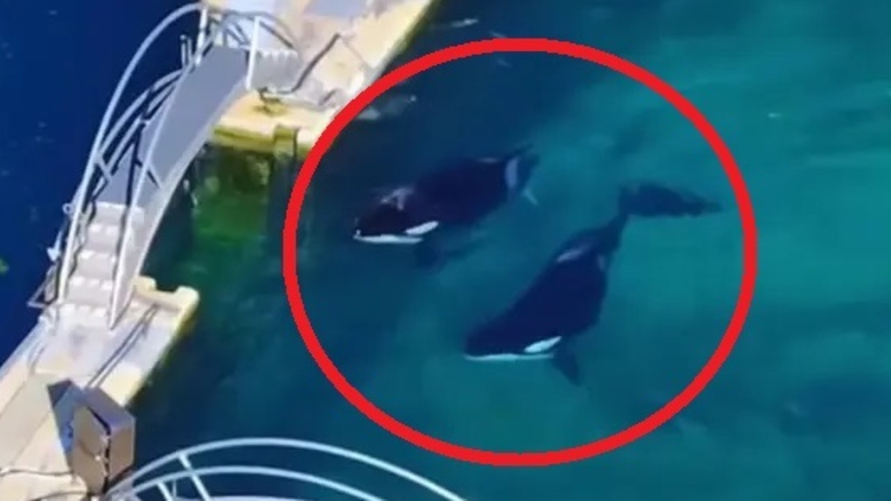 Sad footage of Orcas abandoned in filthy pool