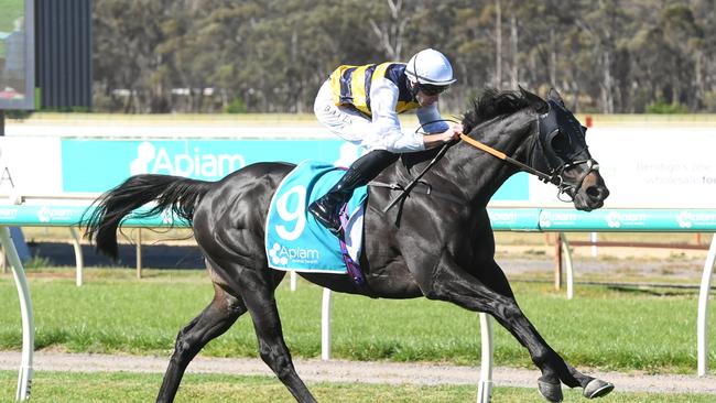 Sea King will start from Barrier 1. (Photo by Brett Holburt/Racing Photos via Getty Images)