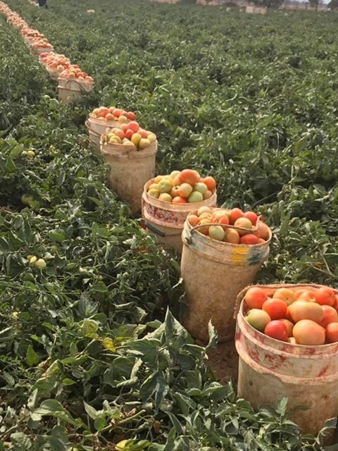 Ang Borzillo’s tomato crop at Gillieston.