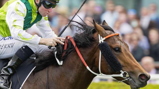 Divine Prophet will line up in the Caulfield Guineas on Saturday. Picture: Jenny Evans