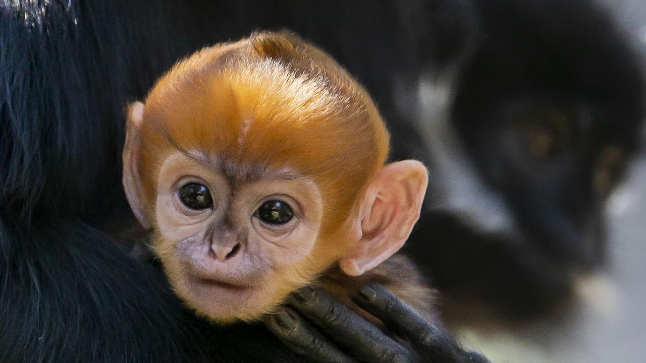 Monkey for sale store sydney