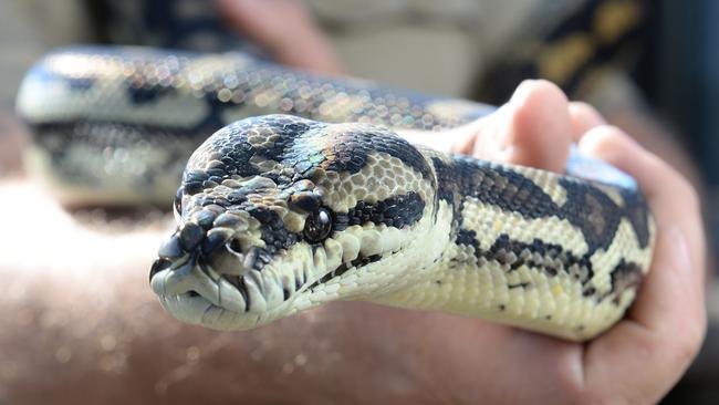 Teenage boy bitten by snake, Eidsvold, Sunshine Coast. Picture - file.