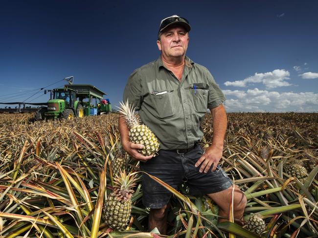 We’re trying to help producers like pineapple grower Ken Fullerton run his farm at Elimbah north of Brisbane. Picture: Lachie Millard