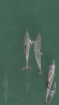 Dolphins spotted "holding hands" off of Perth