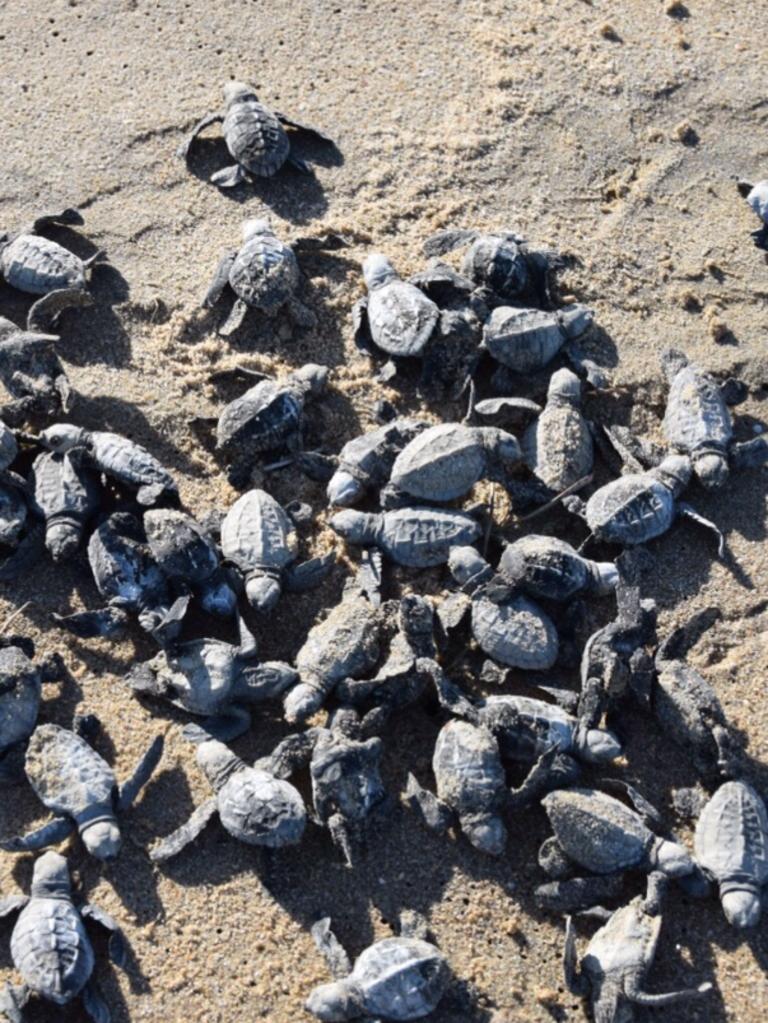 Microsoft AI used to save turtle nests from feral pigs in Cape York ...