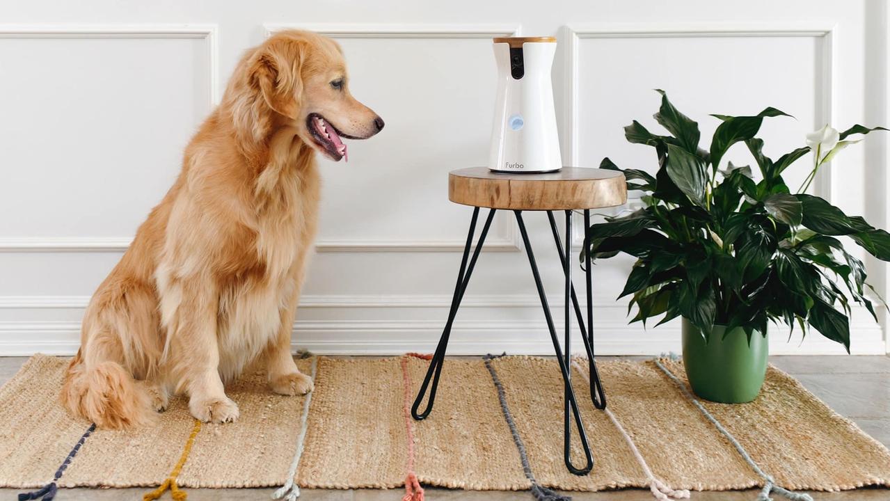 doggie camera for home