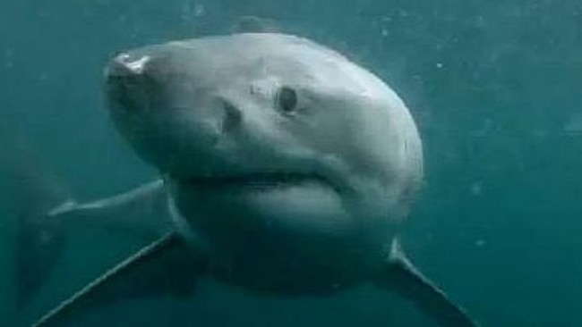 The great white shark in a viral video posted on YouTube by Terry Tufferson. The company behind the video, filmed partially at Manly, revealed it is a fake.