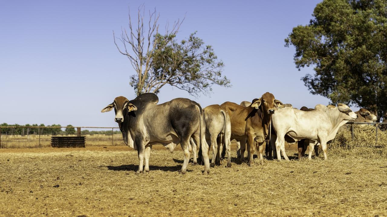 Cattle at Katherine Research Station. Picture: NT Department of Agriculture and Fisheries