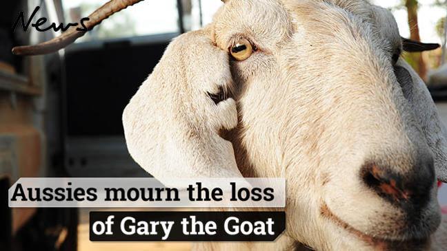 Aussies mourn the loss of Gary the Goat