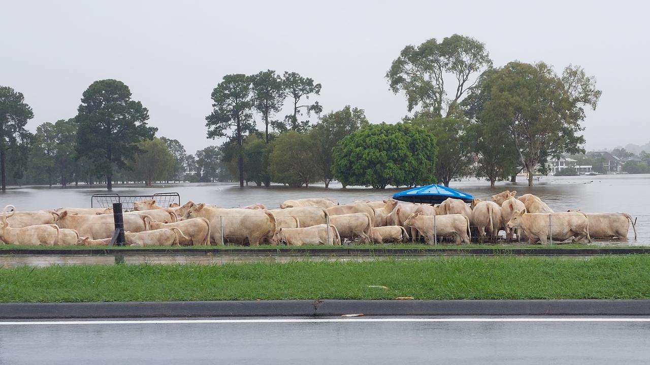 Carrara cows staying dry in the flood.