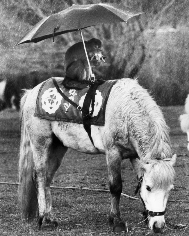 Random picture of a monkey eating a banana with an umbrella, sitting on a shetland pony in the rain. Very avant-garde.