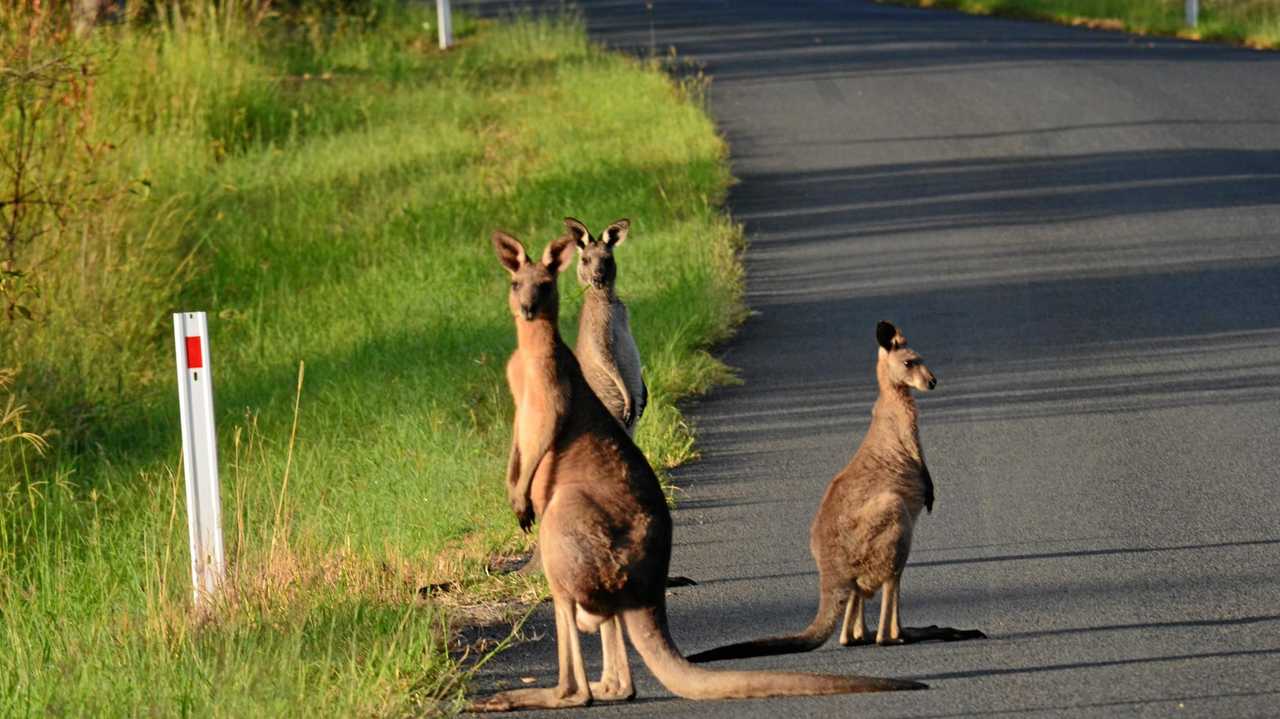 Kangaroos on a Queensland roadside. Picture: Jodie DixonBIT200616WILFLIFE