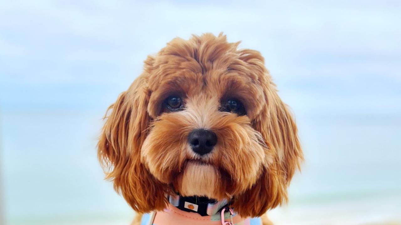 Find SA\'s cutest dog competition | The Advertiser
