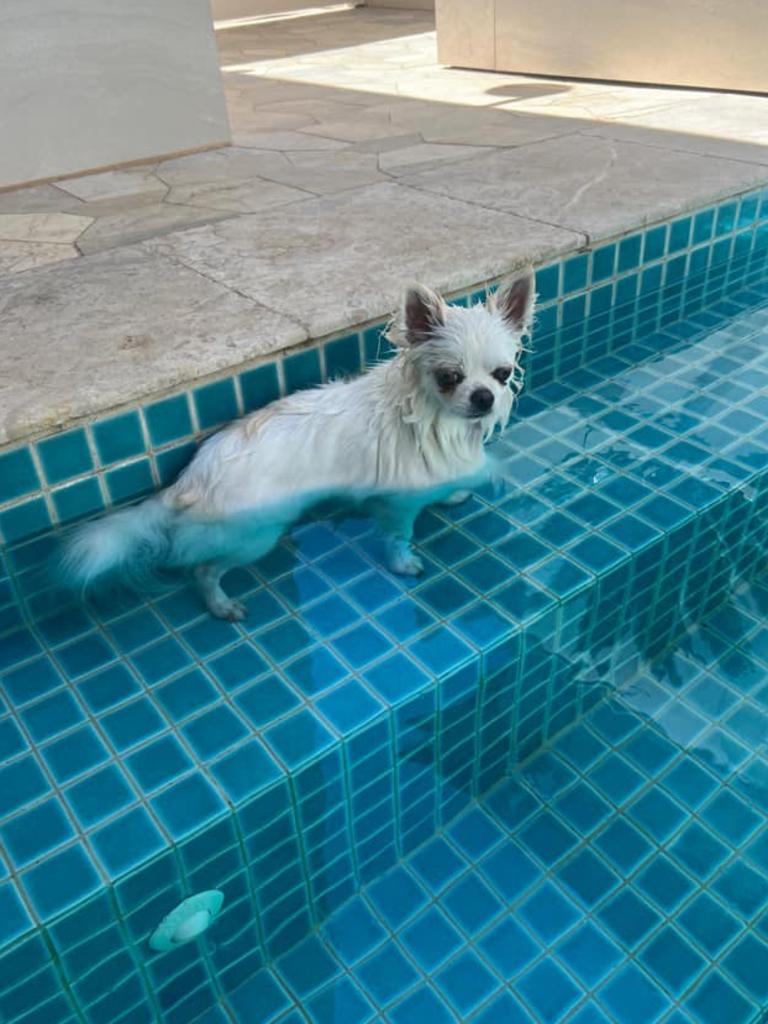 Caesar the long-haired chihuahua from Brighton keeps cool in the pool. Picture: Michelle Ellis