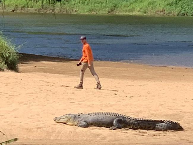 An alarming photo of a man with a phone in his hand standing only metres away from a Far North croc has angered the internet with some worried this will impact the animal. Picture: Supplied