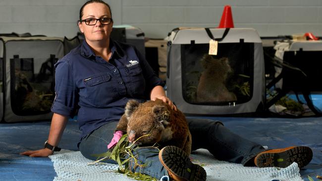 Jane Brister from Adelaide Koala Rescue. Picture: Tricia Watkinson