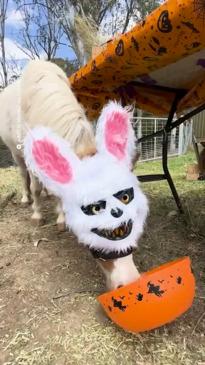 Aussie rescue animals treated to spooktacular Halloween