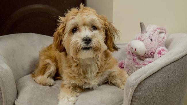 The Gold Coast Bulletin's cutest dog 2021 winner Puddin'. Picture: Jerad Williams.