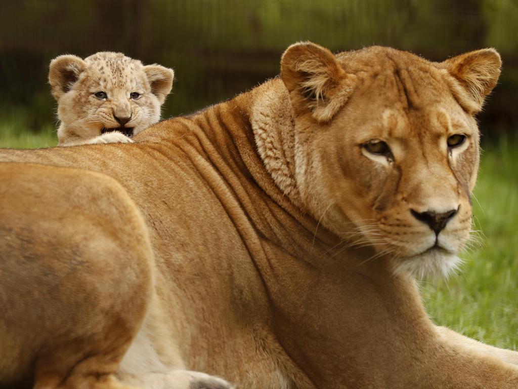 7 week-old Lion cub Roc with mum Chitwa at the Mogo Wildlife Park. Picture: Jonathan Ng