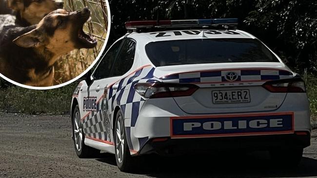 Investigations are underway following a spate of dog attacks which put three Gympie residents in hospital and sparked an hours-long hunt by police and rangers for the dangerous animals.