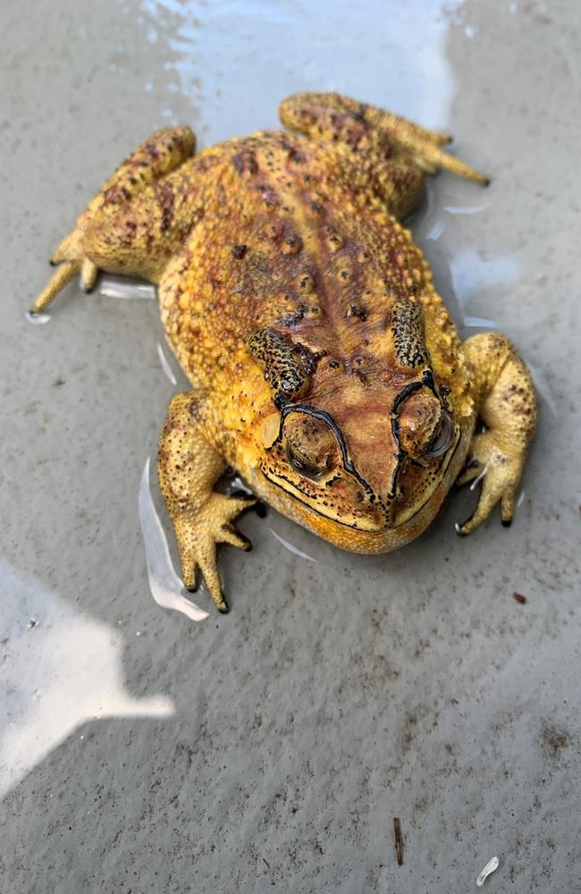 The Asian black-spined toad has a distinct pointy snout, black rim in upper lip with black raised bony ridges over their eyes. Picture: Supplied.