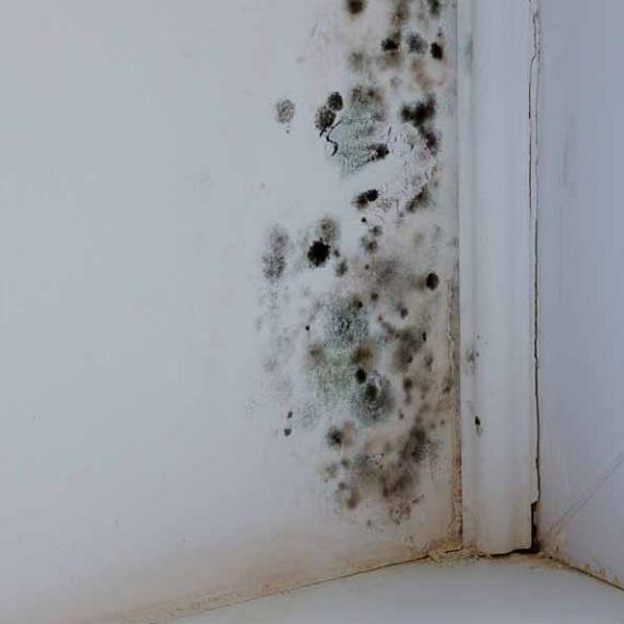 Hemp homes are mould no-go zone