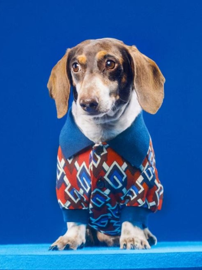 The designer has just launched their 2022 pet collection. Picture: Gucci