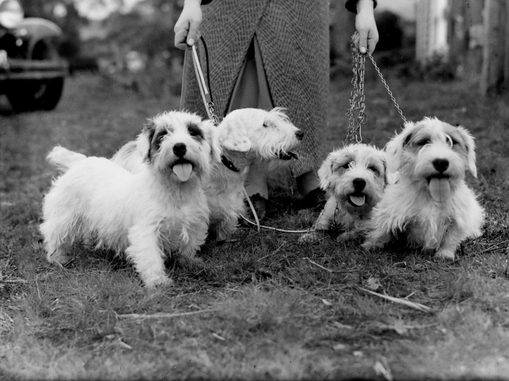 Mercury Archive historical file picture Royal Hobart Show.