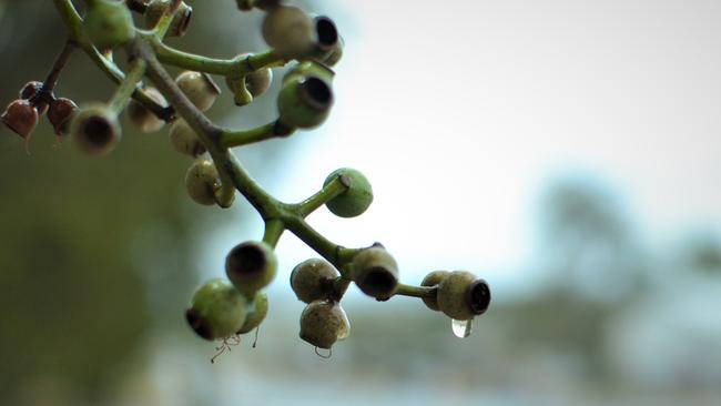 Much of the eastern mainland of Australia can expect to receive above-average rainfall over the next few months.