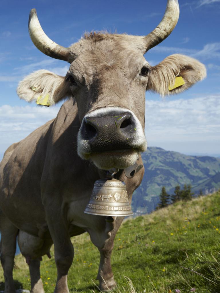 Kids News: Swiss farmers in ding-dong battle to save noisy