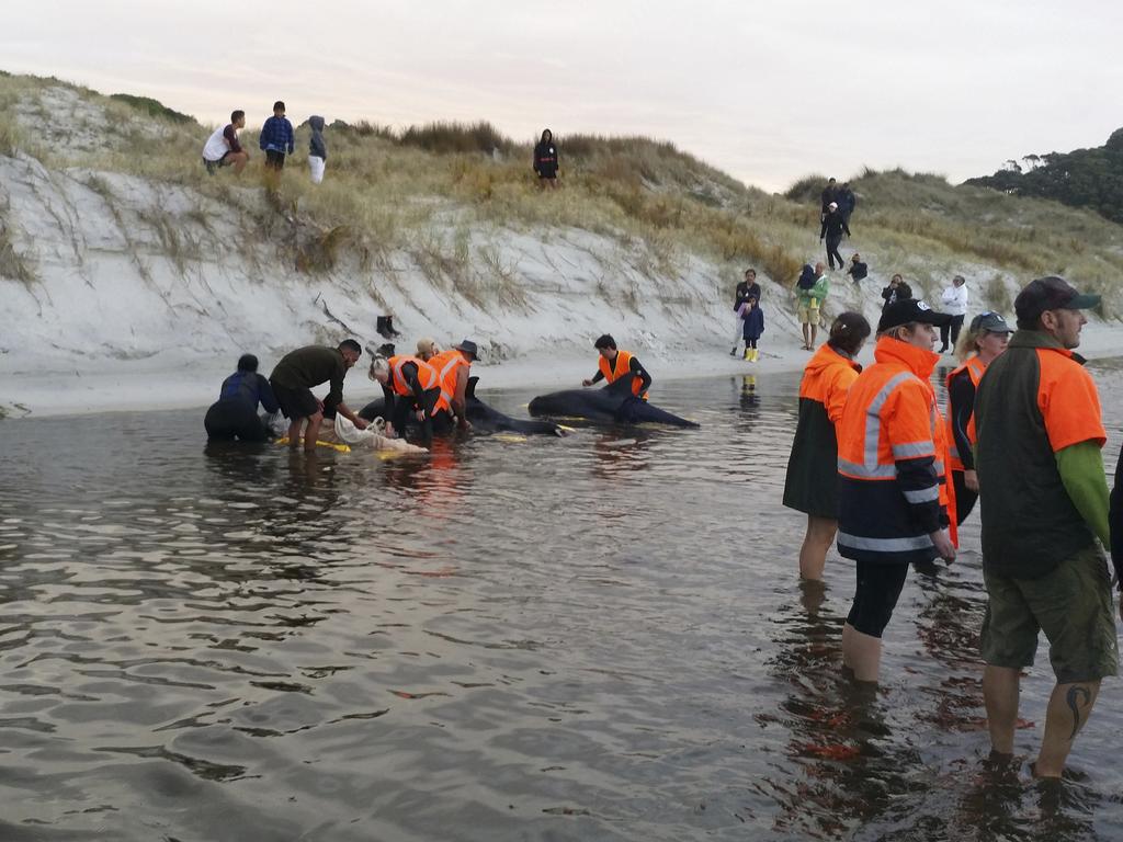 Rescuers attempt to refloat pygmy killer whales after they were transported to Rarawa Beach from Ninety Mile Beach in the far north of New Zealand’s North Island. Picture: Department of Conservation/AP