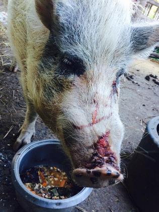 The 12-year-old pig, Polly, displaying several cuts to its snout. Picture: Supplied