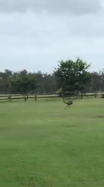 Fred the Emu helps round up the cattle