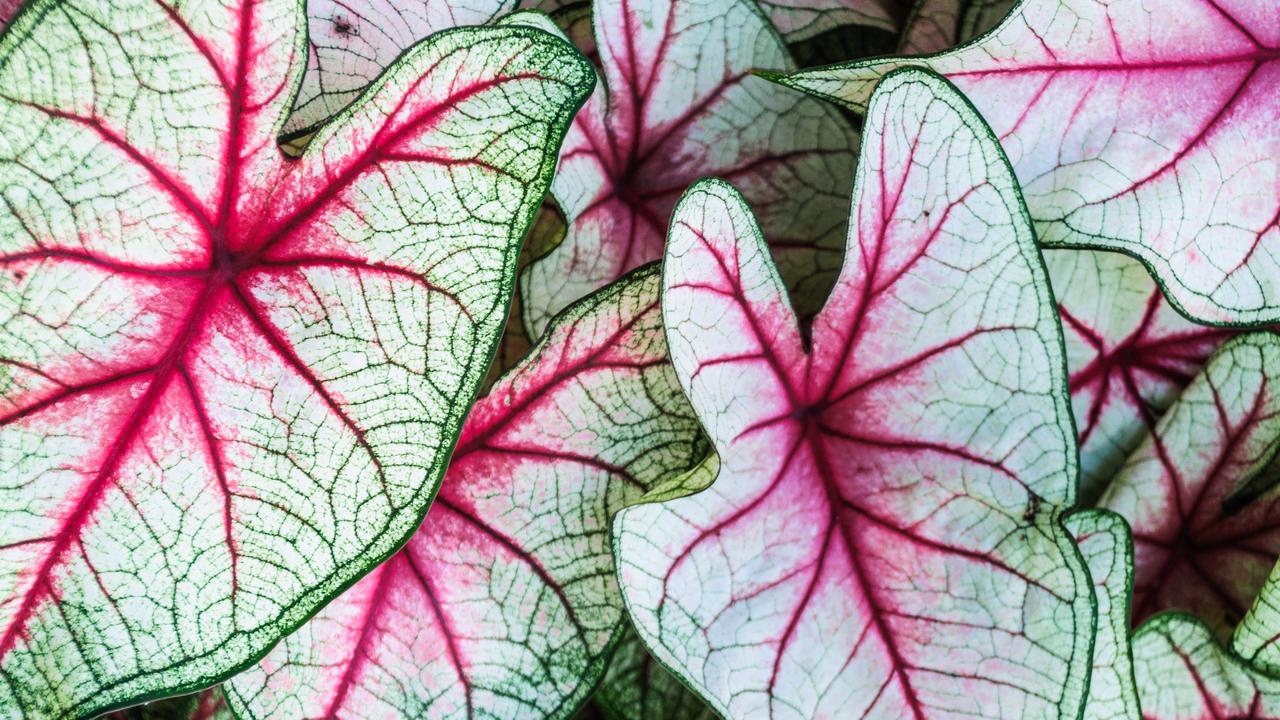 Caladium Festival returns to Royal Darwin Showgrounds NT News