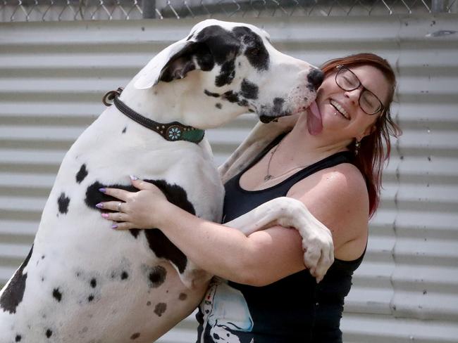 Great Dane Baxter with owner Nicole Brandon 0423199076 Pic Jamie Hanson